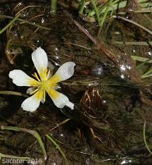 Attēlu rezultāti vaicājumam “Batrachium”