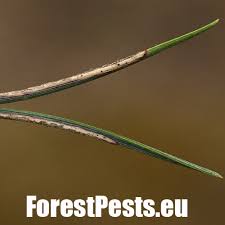 Attēlu rezultāti vaicājumam “Diprion pini male”