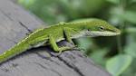 File:Anole Lizard Hilo Hawaii edit.jpg - Wikipedia, the free