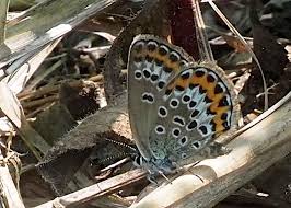 Attēlu rezultāti vaicājumam “Plebejus argyrognomon”