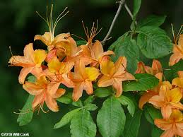 Attēlu rezultāti vaicājumam “Rhododendron calendulaceum”