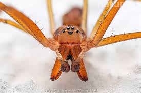 Attēlu rezultāti vaicājumam “Tetragnathidae”