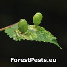 Attēlu rezultāti vaicājumam “Tetraneura ulmi”