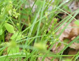 Attēlu rezultāti vaicājumam “Carex remota”