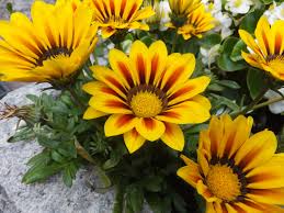 Image result for Gazanien