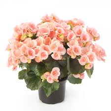 Image result for Бегония Элатиор 12х22 4601887072423