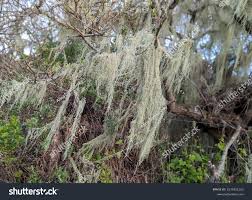Attēlu rezultāti vaicājumam “Evernia divaricata”