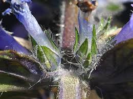 Attēlu rezultāti vaicājumam “Ajuga reptans bud”