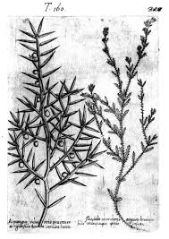 Attēlu rezultāti vaicājumam “Najas major”