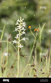 Attēlu rezultāti vaicājumam “Platanthera bifolia leaf”