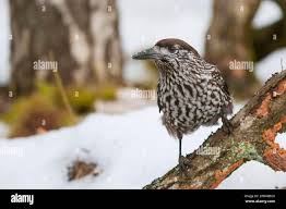 Attēlu rezultāti vaicājumam “Nucifraga caryocatactes adult”