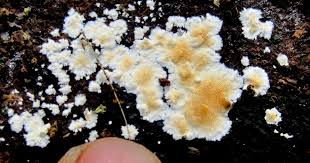 Attēlu rezultāti vaicājumam “Steccherinum ochraceum”