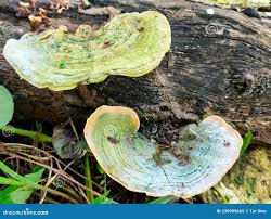 Attēlu rezultāti vaicājumam “Ganoderma applanatum”