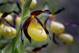 Attēlu rezultāti vaicājumam “Cypripedium calceolus”