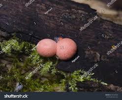 Attēlu rezultāti vaicājumam “Lycogala irregulare macro”