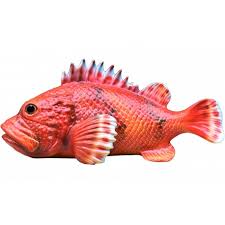 Image result for Scorpaena scrofa