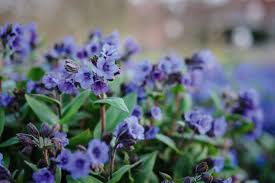 Image result for Pulmonaria Silverado