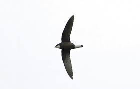 Image result for Hirundapus caudacutus