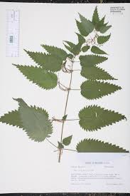 Attēlu rezultāti vaicājumam “Urtica dioica”