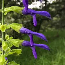 Attēlu rezultāti vaicājumam “Betula nana female flower”