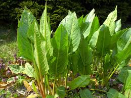 Attēlu rezultāti vaicājumam “Rumex confertus fruit”