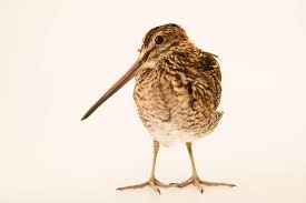 Image result for Gallinago delicata