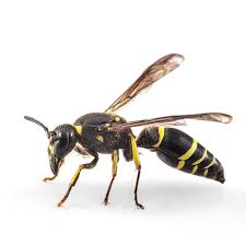 Attēlu rezultāti vaicājumam “Ancistrocerus sp.”