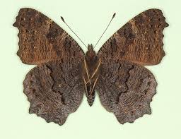 Attēlu rezultāti vaicājumam “Inachis io”