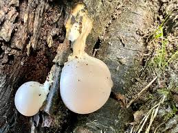 Attēlu rezultāti vaicājumam “Lycogala flavofuscum sessile”