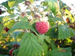 Attēlu rezultāti vaicājumam “Rubus idaeus fruit”