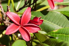 Attēlu rezultāti vaicājumam “Apocynaceae”