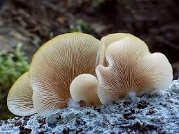 Attēlu rezultāti vaicājumam “Crepidotus applanatus”