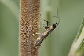 Attēlu rezultāti vaicājumam “Gracillaria syringella imago”