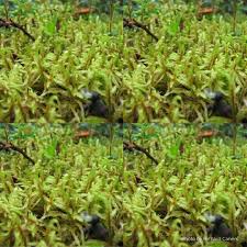 Attēlu rezultāti vaicājumam “Pleurozium schreberi sporophyte”