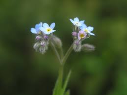 Attēlu rezultāti vaicājumam “Myosotis laxa subsp. baltica leaf”
