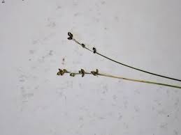 Attēlu rezultāti vaicājumam “Carex disperma”