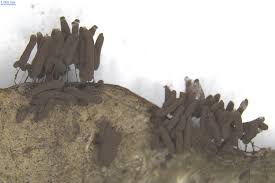 Attēlu rezultāti vaicājumam “Stemonitopsis amoena”