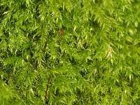 Attēlu rezultāti vaicājumam “Sciuro-hypnum reflexum sporophyte”