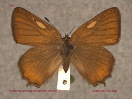 Attēlu rezultāti vaicājumam “Lycaeniinae”