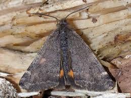 Attēlu rezultāti vaicājumam “Boudinotiana notha”