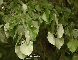 Attēlu rezultāti vaicājumam “Tilia tomentosa leaf”