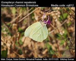 Attēlu rezultāti vaicājumam “Gonepteryx rhamni”