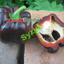 Afbeeldingsresultaat voor chocolate beauty sweet pepper