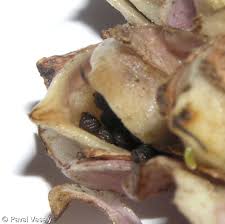 Attēlu rezultāti vaicājumam “Lathraea squamaria fruit”