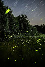 Image result for Fareham Fireflys Yc