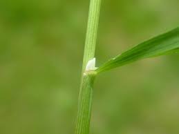 Attēlu rezultāti vaicājumam “Milium effusum”