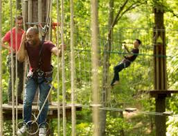 Image result for Go Ape! Grizedale