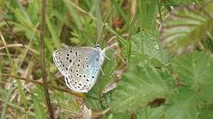Attēlu rezultāti vaicājumam “Maculinea alcon underside”