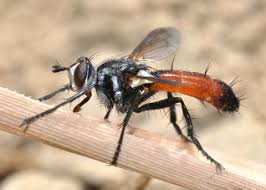 Attēlu rezultāti vaicājumam “Cylindromyia sp.”