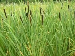 Attēlu rezultāti vaicājumam “Typha latifolia”